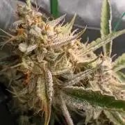 Wedding Cake Auto