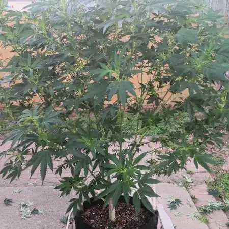 2025 Outdoor Grow : Modified Payton