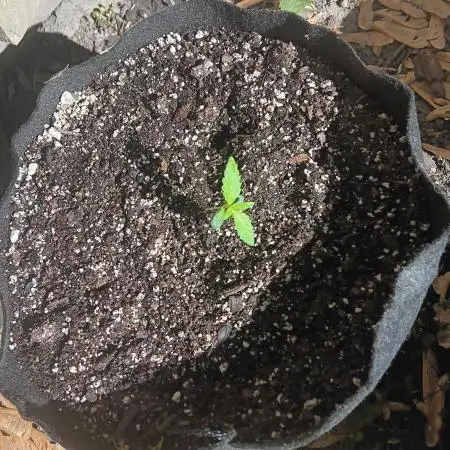 2025 Outdoor Grow : Modified Payton