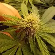 Paradise Pine(Paradise PunchxWTR)