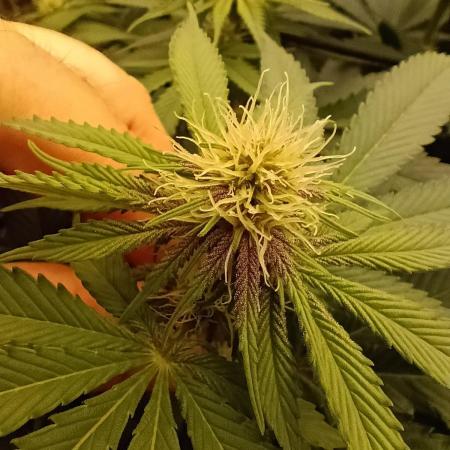 Paradise Pine(Paradise PunchxWTR)