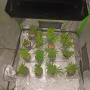 Paradise Pine Clones