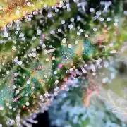 Paradise Pine(Paradise PunchxWTR)