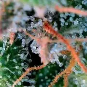 Paradise Pine(Paradise PunchxWTR)