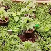 Paradise Pine(Paradise PunchxWTR)