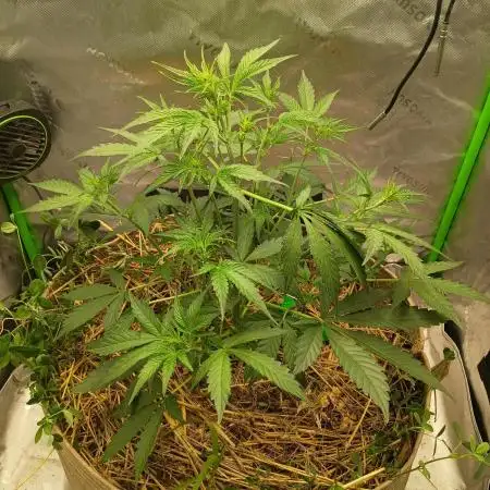 Wedding Cake Auto