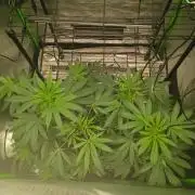 Paradise Pine Clones