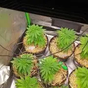Paradise Pine Clones