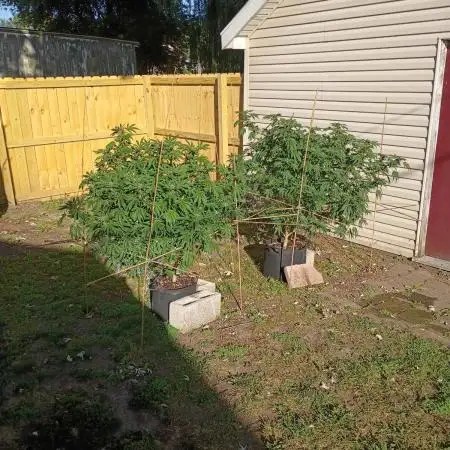 2025 Outdoor Grow : Modified Payton