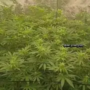 Paradise Pine(Paradise PunchxWTR)