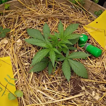 Wedding Cake Auto