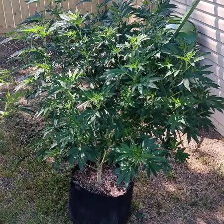 2025 Outdoor Grow : Modified Payton