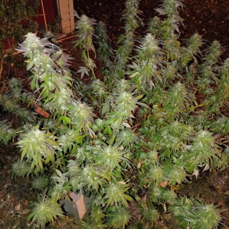 2025 Outdoor Grow : Modified Payton