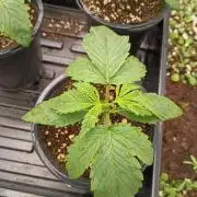 Paradise Pine(WTRxParadise Punch)