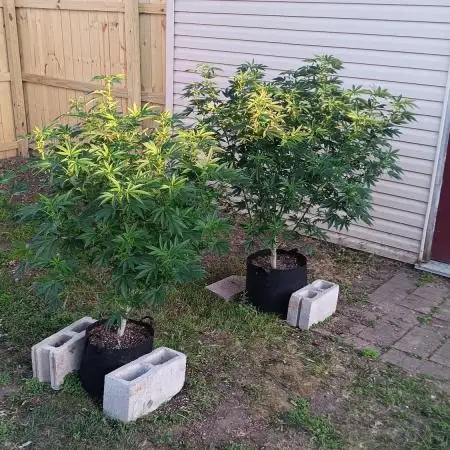 2025 Outdoor Grow : Modified Payton