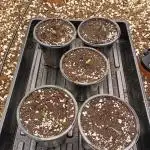 Paradise Pine(WTRxParadise Punch)