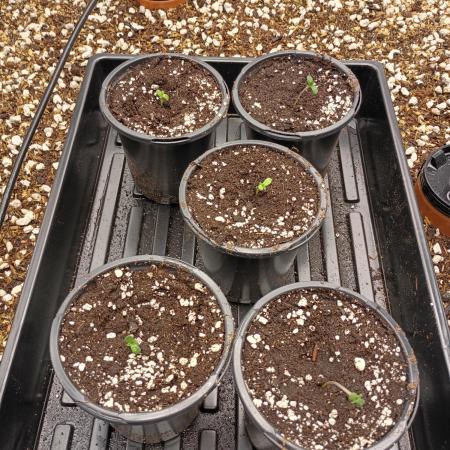 Paradise Pine(WTRxParadise Punch)