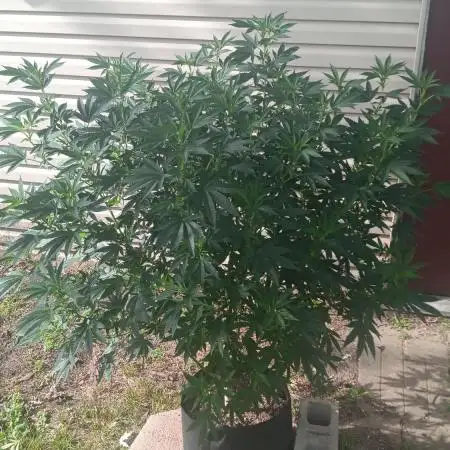 2025 Outdoor Grow : Modified Payton
