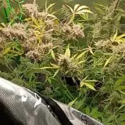 Wedding Cake Auto