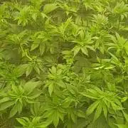 Paradise Pine(Paradise PunchxWTR)