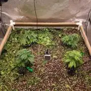 Paradise Pine(Paradise PunchxWTR)