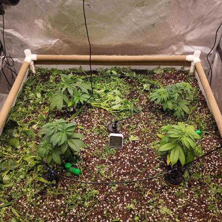 Paradise Pine(Paradise PunchxWTR)