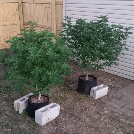2025 Outdoor Grow : Modified Payton