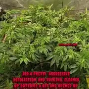 Paradise Pine(Paradise PunchxWTR)