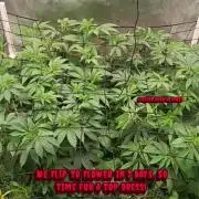 Paradise Pine(Paradise PunchxWTR)