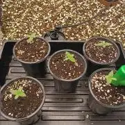 Paradise Pine(WTRxParadise Punch)