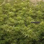 Paradise Pine(Paradise PunchxWTR)