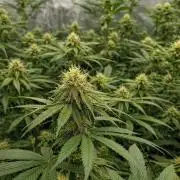 Paradise Pine(Paradise PunchxWTR)