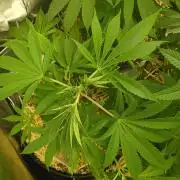 Paradise Pine Clones