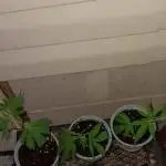 Future Modified Payton Mums