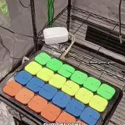 Paradise Pine Clones