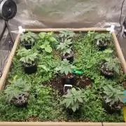 Paradise Pine(WTRxParadise Punch)