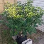 2025 Outdoor Grow : Modified Payton