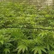 Paradise Pine(Paradise PunchxWTR)