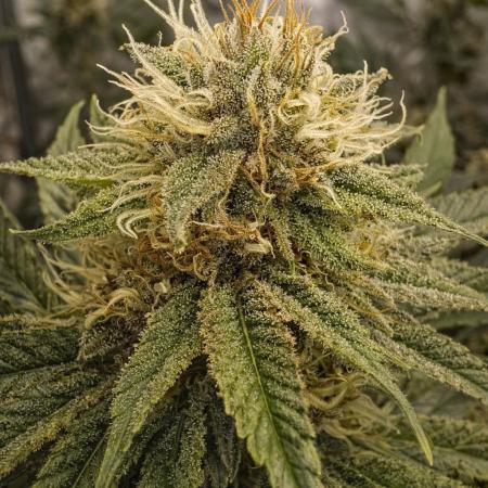 Paradise Pine(Paradise PunchxWTR)