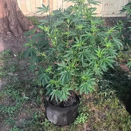 2025 Outdoor Grow : Modified Payton