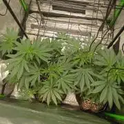 Paradise Pine Clones