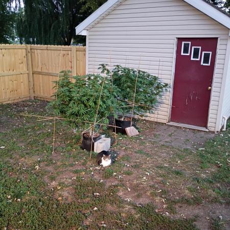 2025 Outdoor Grow : Modified Payton