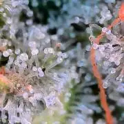 Paradise Pine(Paradise PunchxWTR)