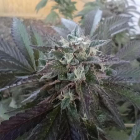 2025 Outdoor Grow : Modified Payton