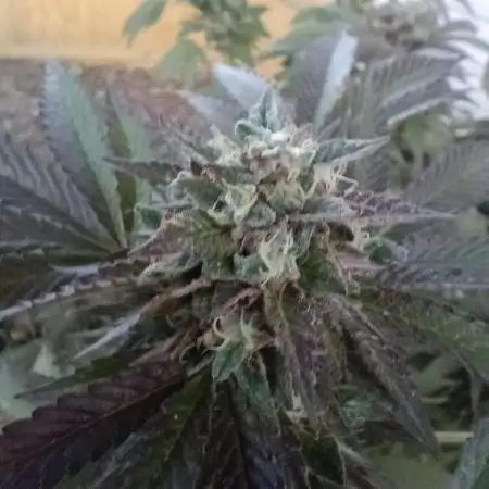 2025 Outdoor Grow : Modified Payton