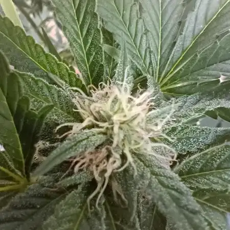 2025 Outdoor Grow : Modified Payton
