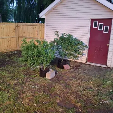 2025 Outdoor Grow : Modified Payton