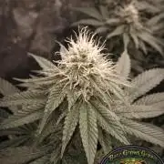 Paradise Pine(Paradise PunchxWTR)