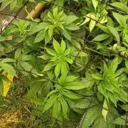 Paradise Pine(Paradise PunchxWTR)