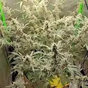 Wedding Cake Auto